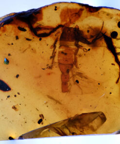 Cretaceous Burmese amber containing rare fossil scorpion with visible segmented abdomen and appendages