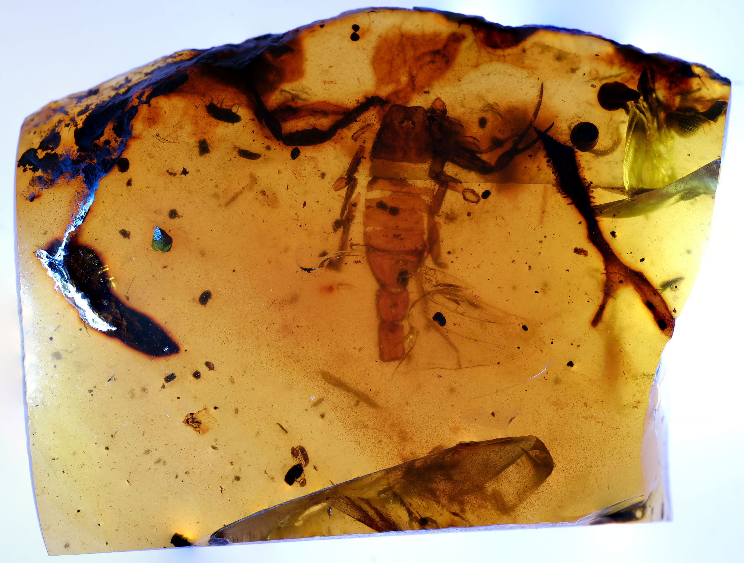 sc-021-25-w-resize Cretaceous Burmese amber containing rare fossil scorpion with visible segmented abdomen and appendages