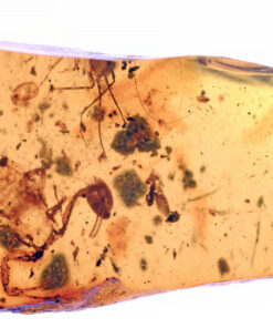 Cretaceous Burmese amber containing partial scorpion abdomen and appendages