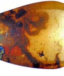 Macro image of fossil scorpion tail preserved in Cretaceous Burmite Kachin Amber