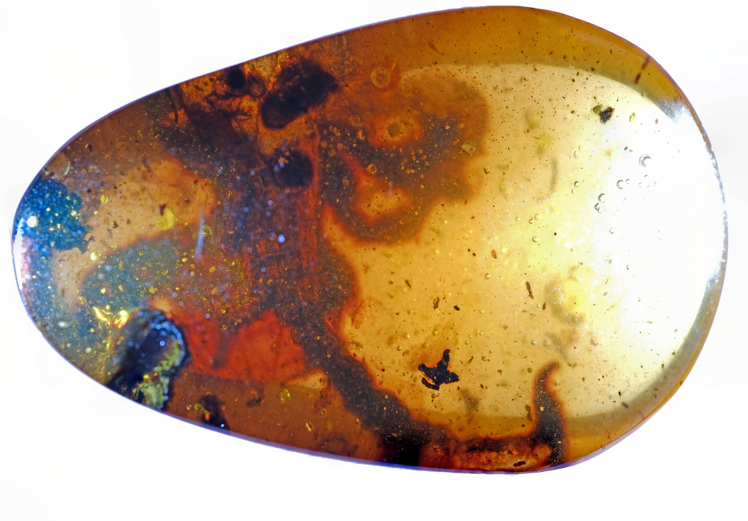 sc-023-25-w-resize Macro image of fossil scorpion tail preserved in Cretaceous Burmite Kachin Amber