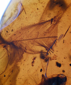 Cretaceous Burmese amber containing a large fossil feather with visible barbs and vane structure