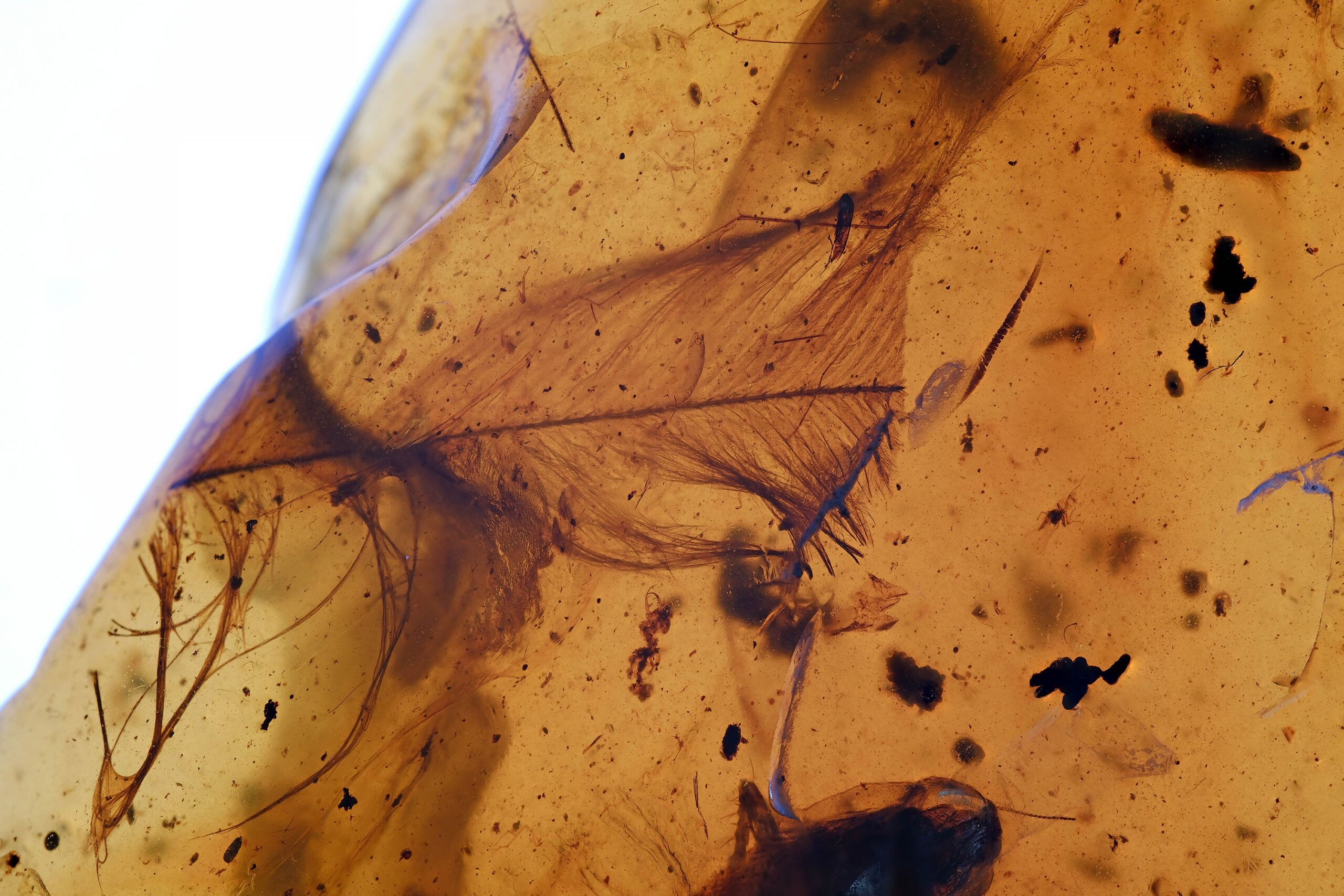 uftr-007-25-1-resize Cretaceous Burmese amber containing a large fossil feather with visible barbs and vane structure