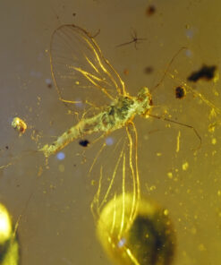 Macro photograph of neuropteran inclusion in Burmite amber showing wings, antennae, and body detail