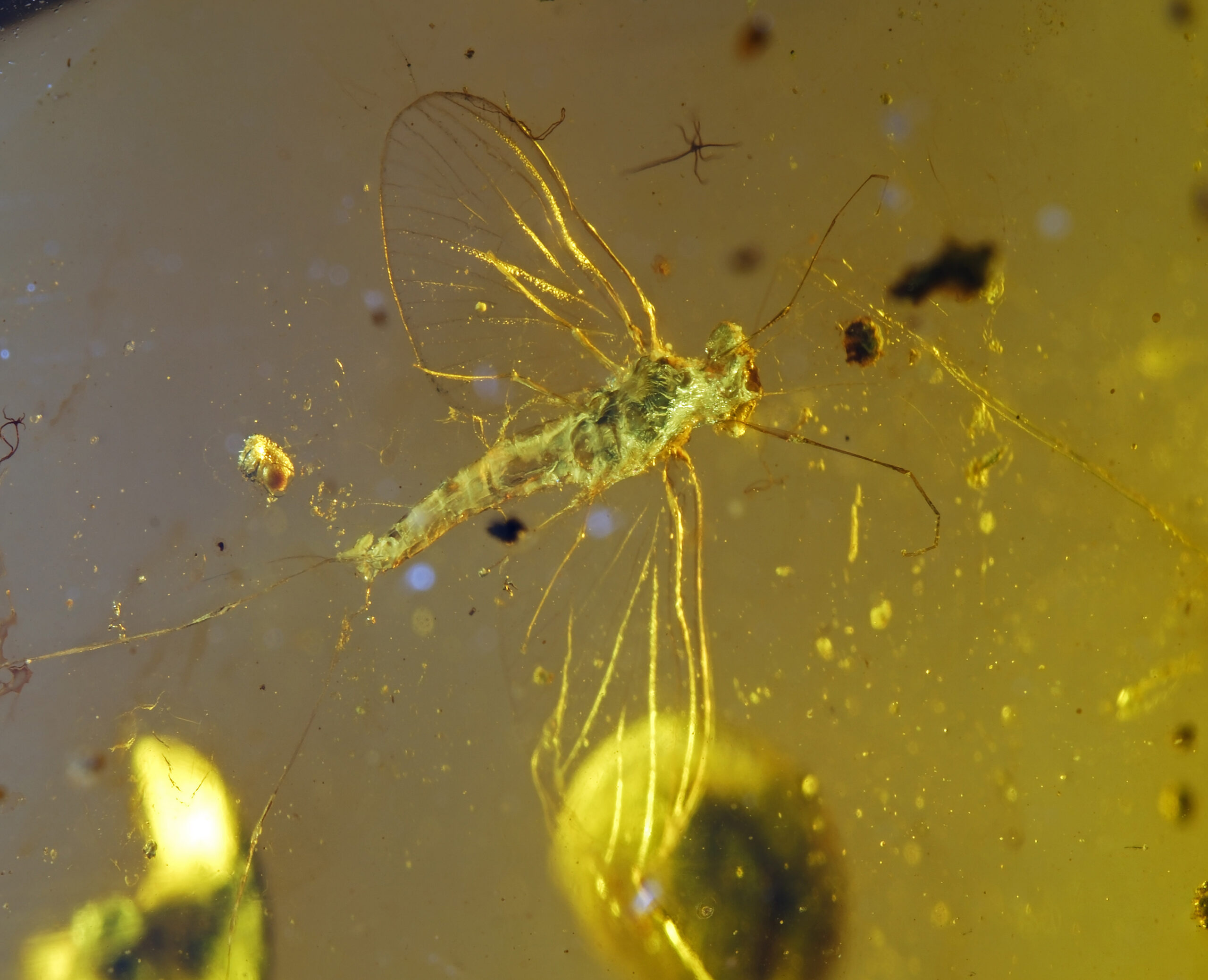 ui-22-25-1-resize Macro photograph of neuropteran inclusion in Burmite amber showing wings, antennae, and body detail
