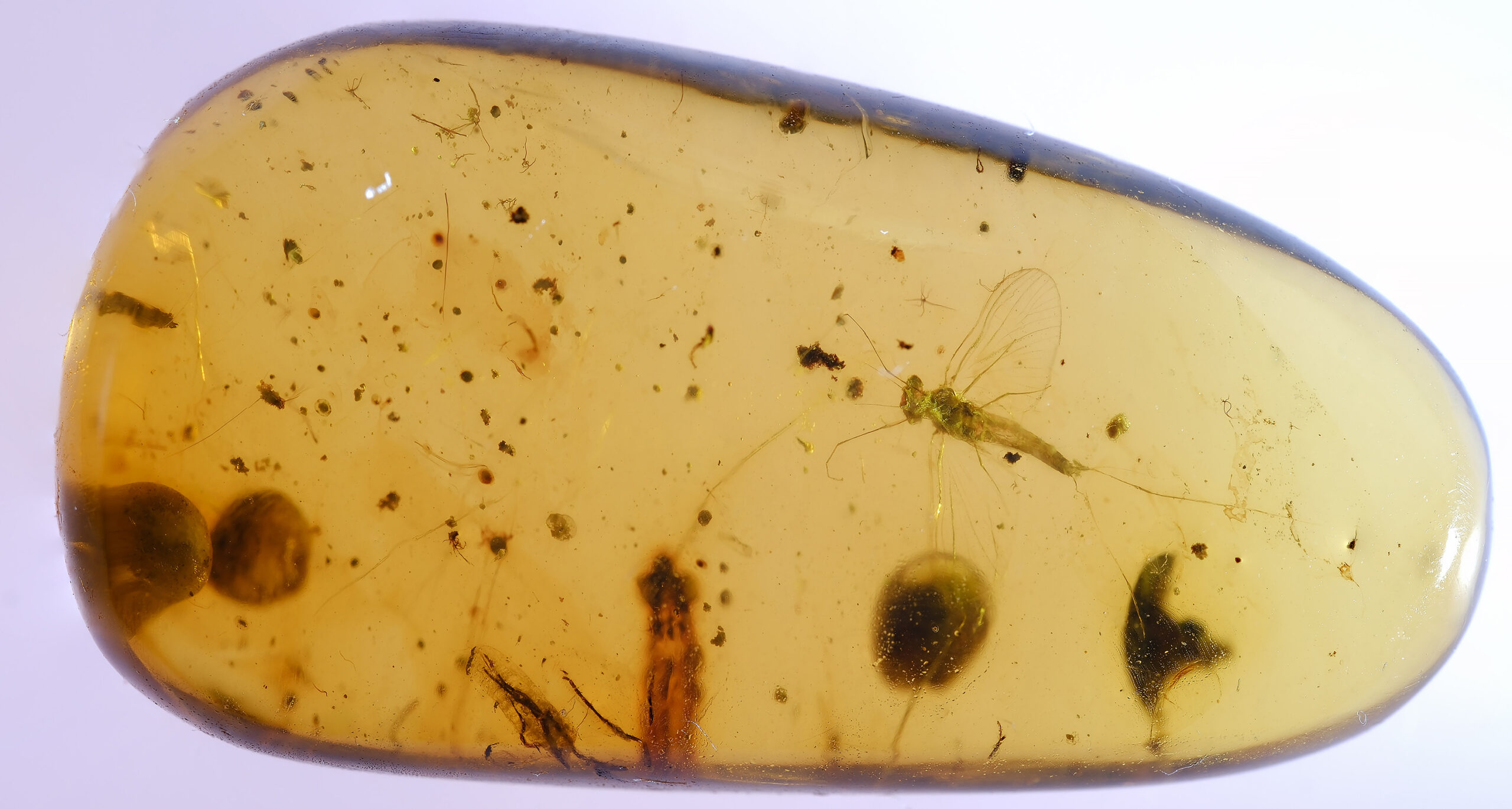 ui-22-25-w-resize Cretaceous Burmese amber containing a preserved lacewing insect with clear wing venation
