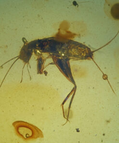 Rare Cretaceous Orthoptera Nymph in Burmese Amber | 99-Ma Burmite Fossil | Long-Antenna Ensifera