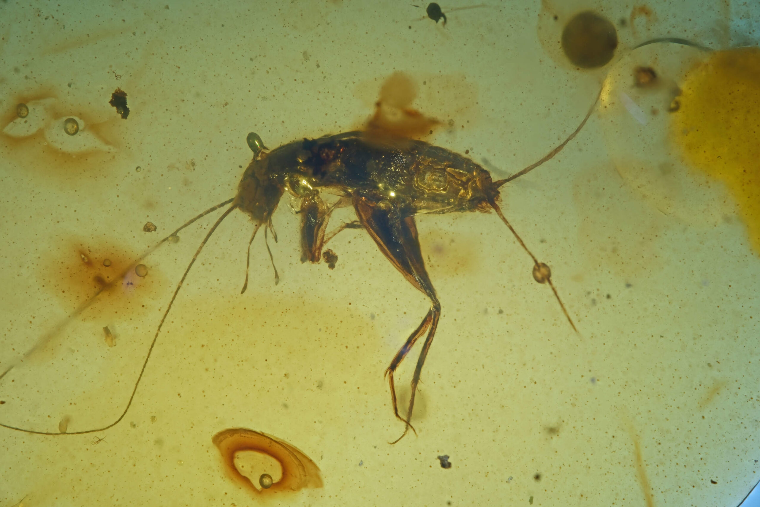ui-g-10-25-1-resize Rare Cretaceous Orthoptera Nymph in Burmese Amber | 99-Ma Burmite Fossil | Long-Antenna Ensifera