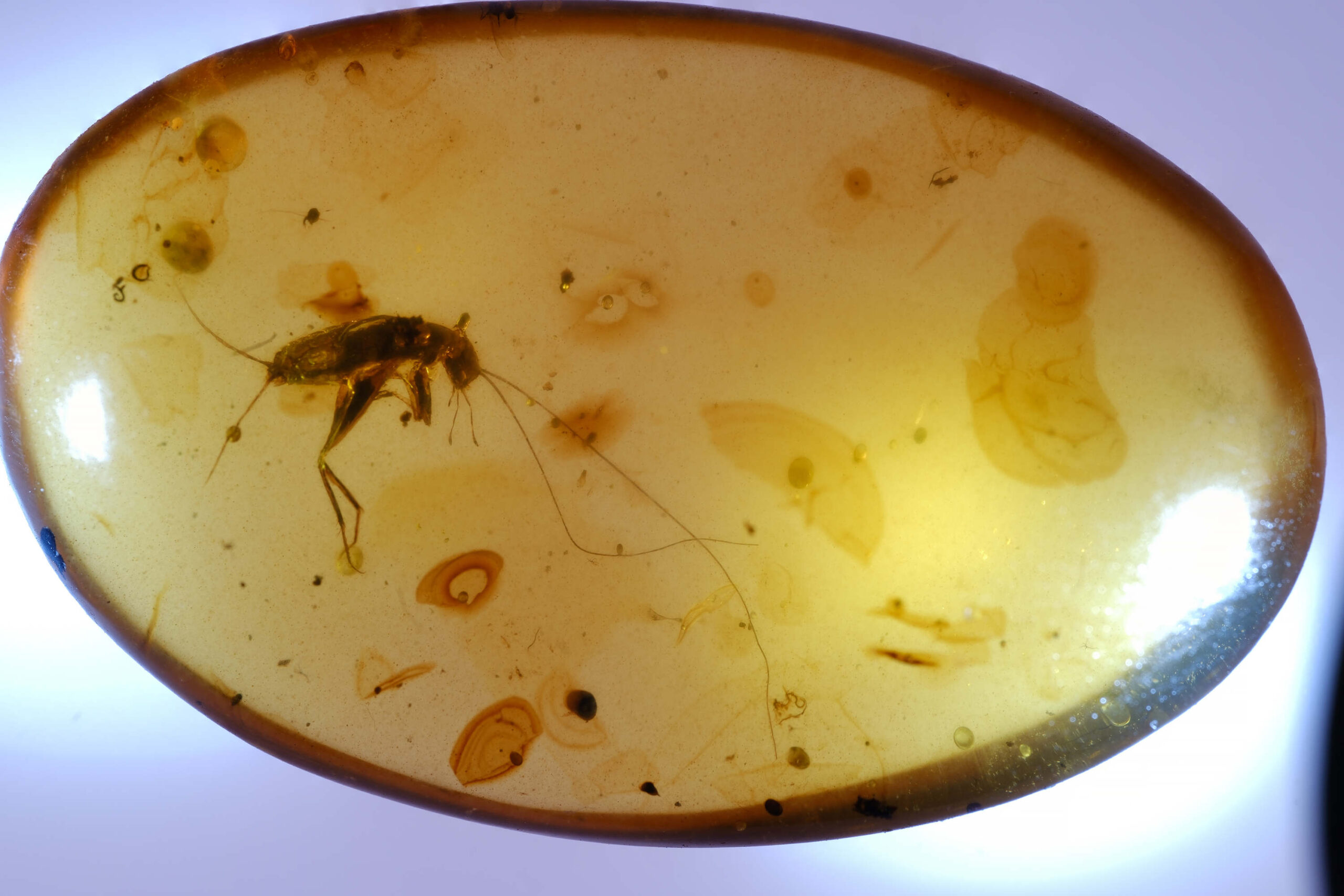 ui-g-10-25-w Cretaceous Katydid/Cricket Nymph in Burmite Amber | Exceptional Orthoptera Inclusion | 32.6 mm