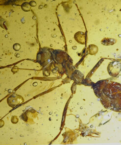 High-resolution close-up photograph of a Cretaceous hell ant (Haidomyrmecinae) preserved in Burmese amber. The ant’s elongated limbs, large compound eyes, long multi-segmented antennae, and distinctive scythe-like vertical mandibles with an upturned cranial horn are clearly visible. Numerous spherical gas bubbles and fine organic debris surround the inclusion within a transparent golden amber matrix.