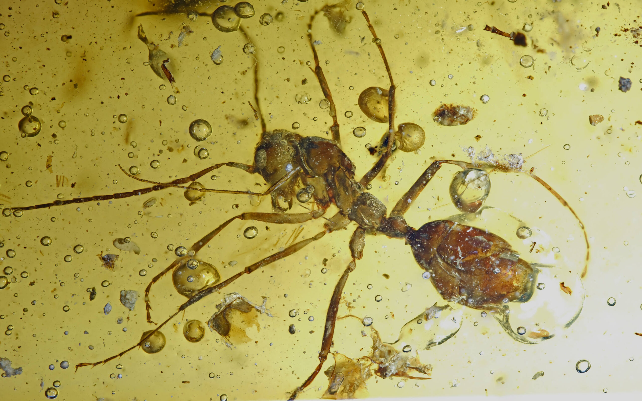ui-g-11-25-1-resize High-resolution close-up photograph of a Cretaceous hell ant (Haidomyrmecinae) preserved in Burmese amber. The ant’s elongated limbs, large compound eyes, long multi-segmented antennae, and distinctive scythe-like vertical mandibles with an upturned cranial horn are clearly visible. Numerous spherical gas bubbles and fine organic debris surround the inclusion within a transparent golden amber matrix.