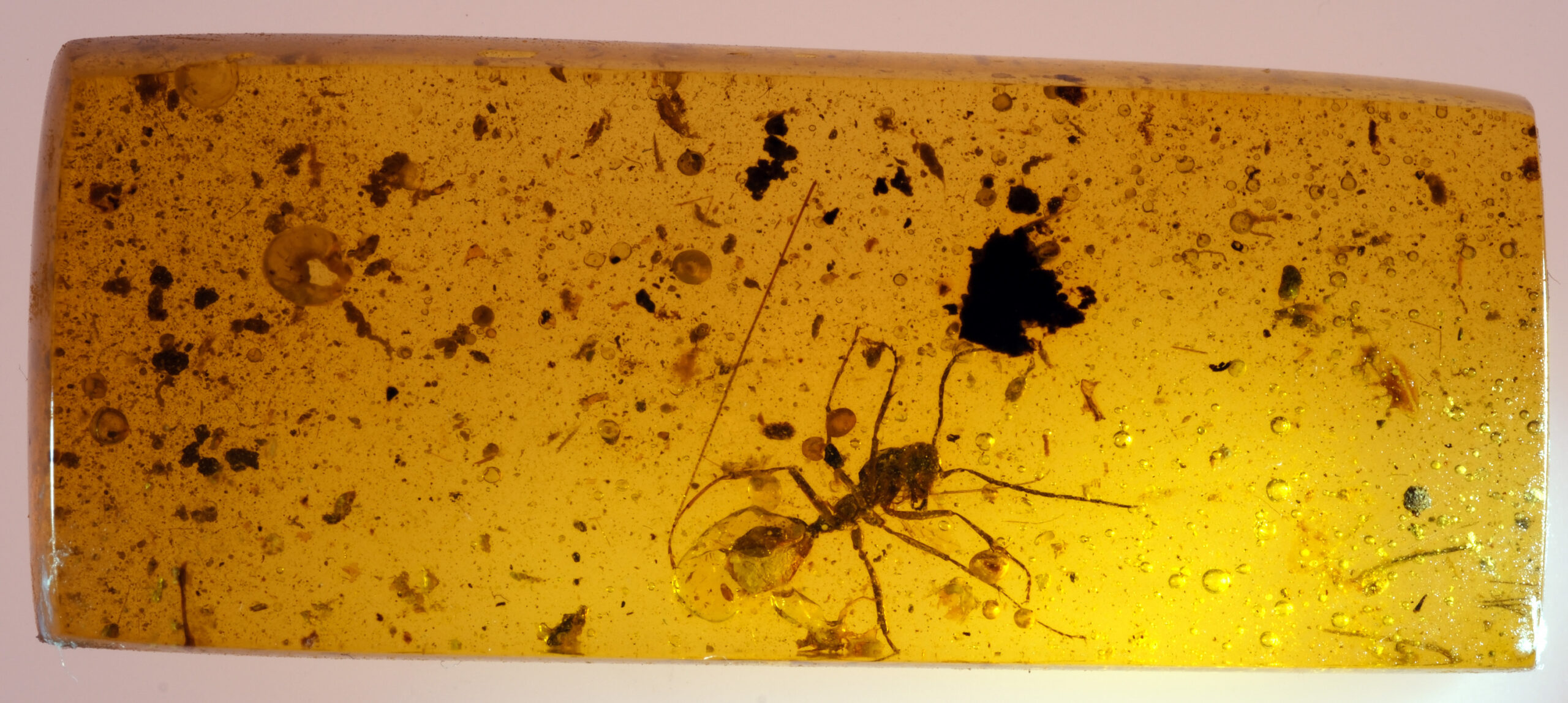 ui-g-11-25-w.-resize Wide-angle photograph of a rectangular Burmese amber slab containing a complete Cretaceous hell ant (Haidomyrmecinae). The insect is visible near the lower right quadrant, with fully preserved legs, antennae, and horned head. The amber is a clear golden color with scattered gas bubbles, debris, and resin flow patterns throughout the slab.