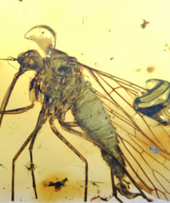 High-resolution close-up of a Cretaceous Mecopteran insect (family Pseudopolycentropodidae) preserved in Burmese amber. The long rostrum, slender legs, segmented body, and fully spread membranous wings with detailed venation are clearly visible. Surrounding the insect are natural resin bubbles, debris, and flow structures within a golden amber matrix.