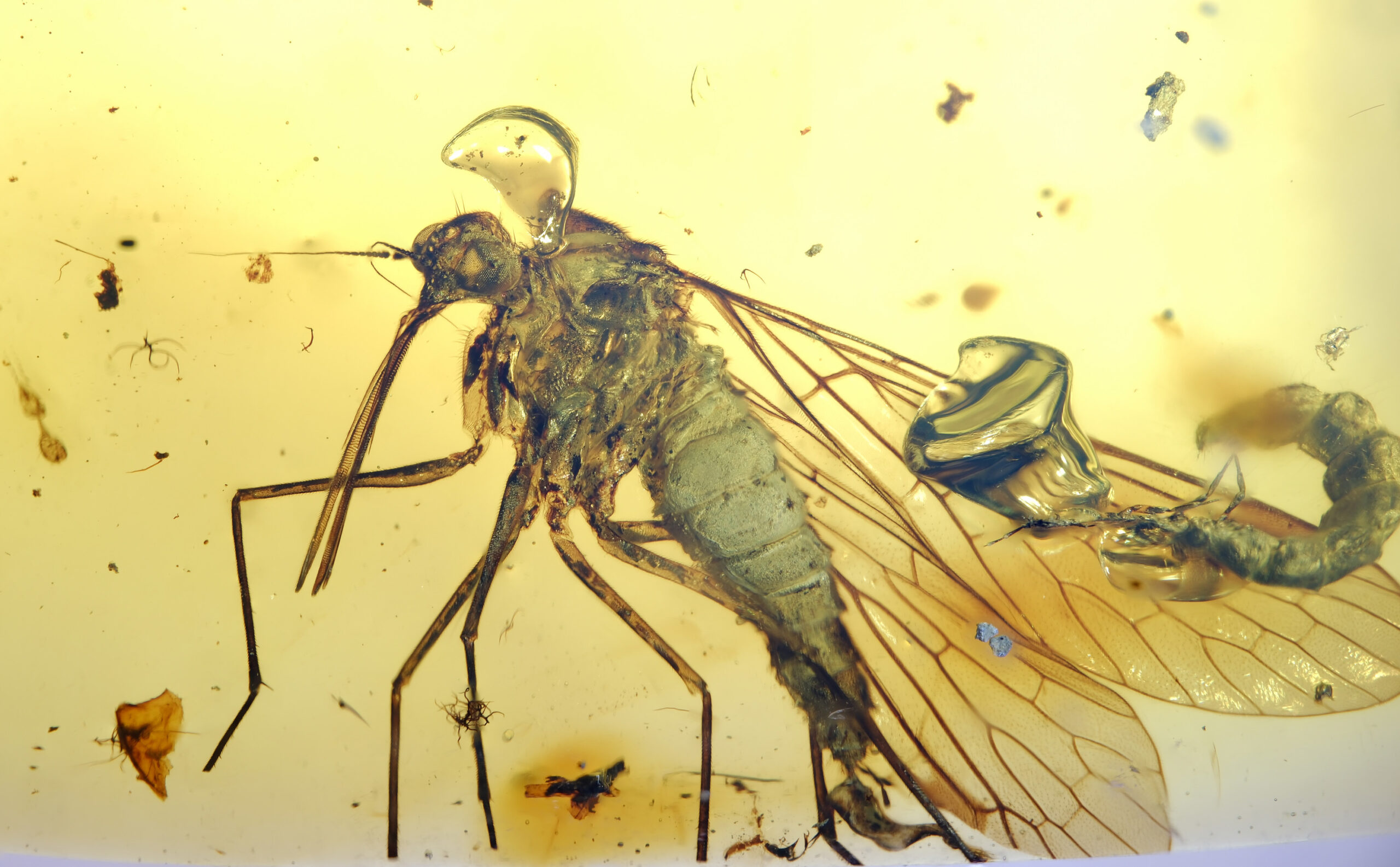 ui-g-12-25-1-RESIZE High-resolution close-up of a Cretaceous Mecopteran insect (family Pseudopolycentropodidae) preserved in Burmese amber. The long rostrum, slender legs, segmented body, and fully spread membranous wings with detailed venation are clearly visible. Surrounding the insect are natural resin bubbles, debris, and flow structures within a golden amber matrix.