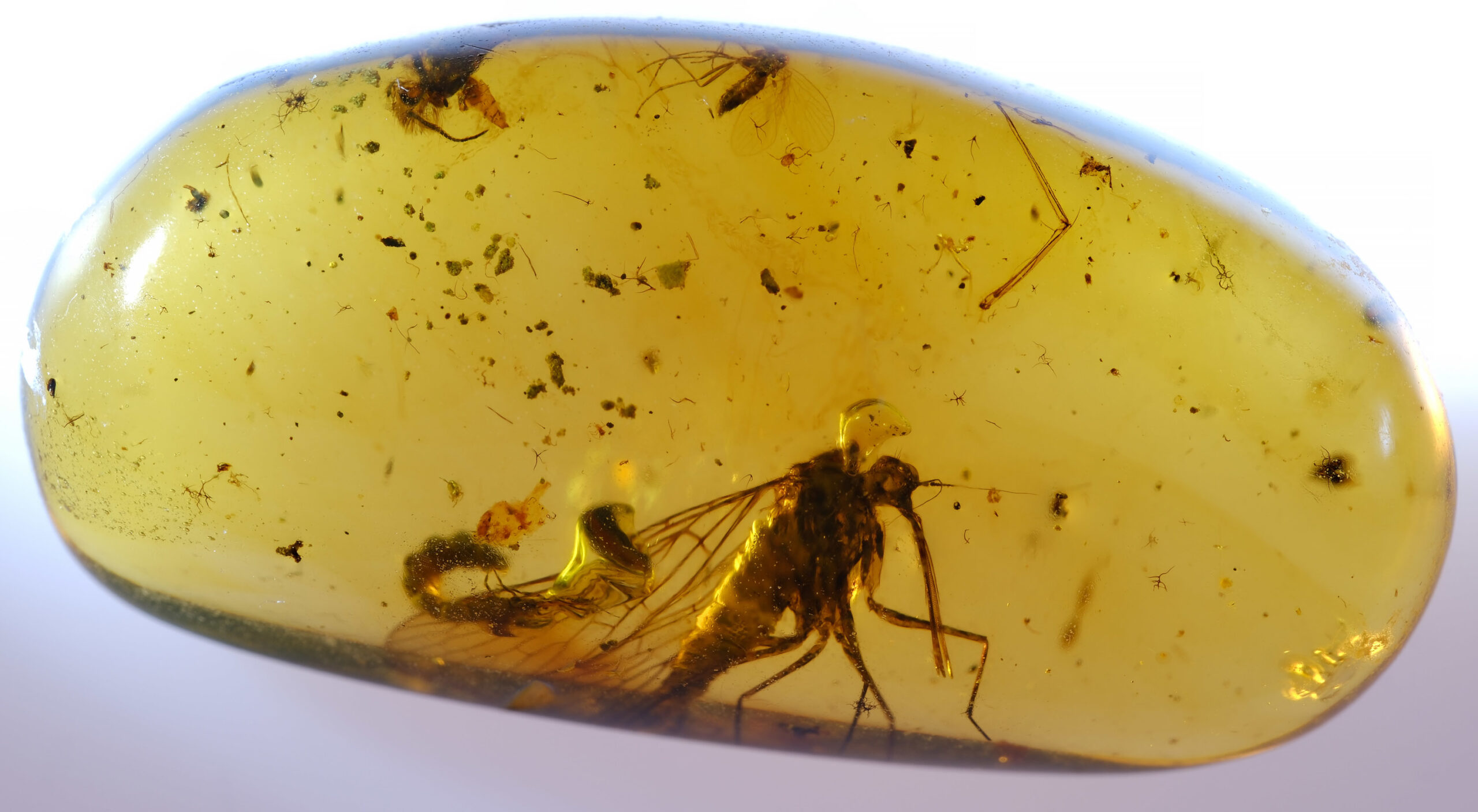 ui-g-12-25-w-RESIZE Macro photograph of a polished Burmese amber cabochon containing a complete Pseudopolycentropodidae Mecopteran fossil. The insect is visible near the lower center, with long wings, legs, and rostrum discernible against a translucent golden amber background filled with natural debris and microbubbles