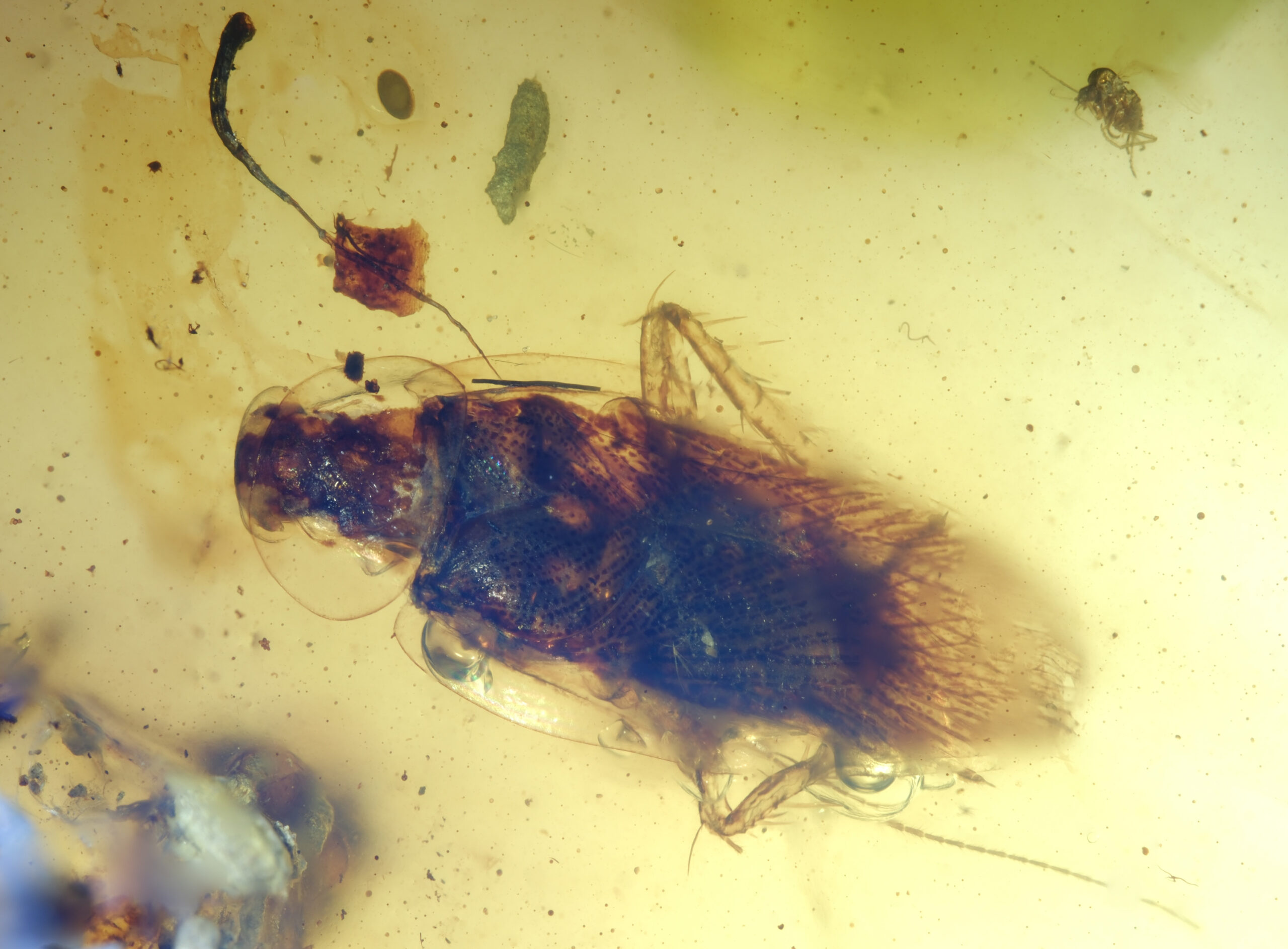 ui-g-13-25-1-RESIZE High-magnification dorsal view of a Cretaceous cockroach nymph preserved in Burmese amber. The specimen shows a broad shield-like pronotum, dark mottled thoracic and abdominal patterning, partially extended legs, long filamentous antennae, and dense setae along the posterior abdomen. The amber matrix contains small debris particles, microbubbles, and scattered resin inclusions.