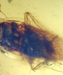 Close-up image of the mid-body of a Cretaceous cockroach nymph in Burmese amber, showing the sculptured thoracic plates, abdominal segmentation, and fine hair-like setae extending from the posterior end. The legs and antennae are partially visible, surrounded by gas bubbles and particulate debris within the translucent amber resin.