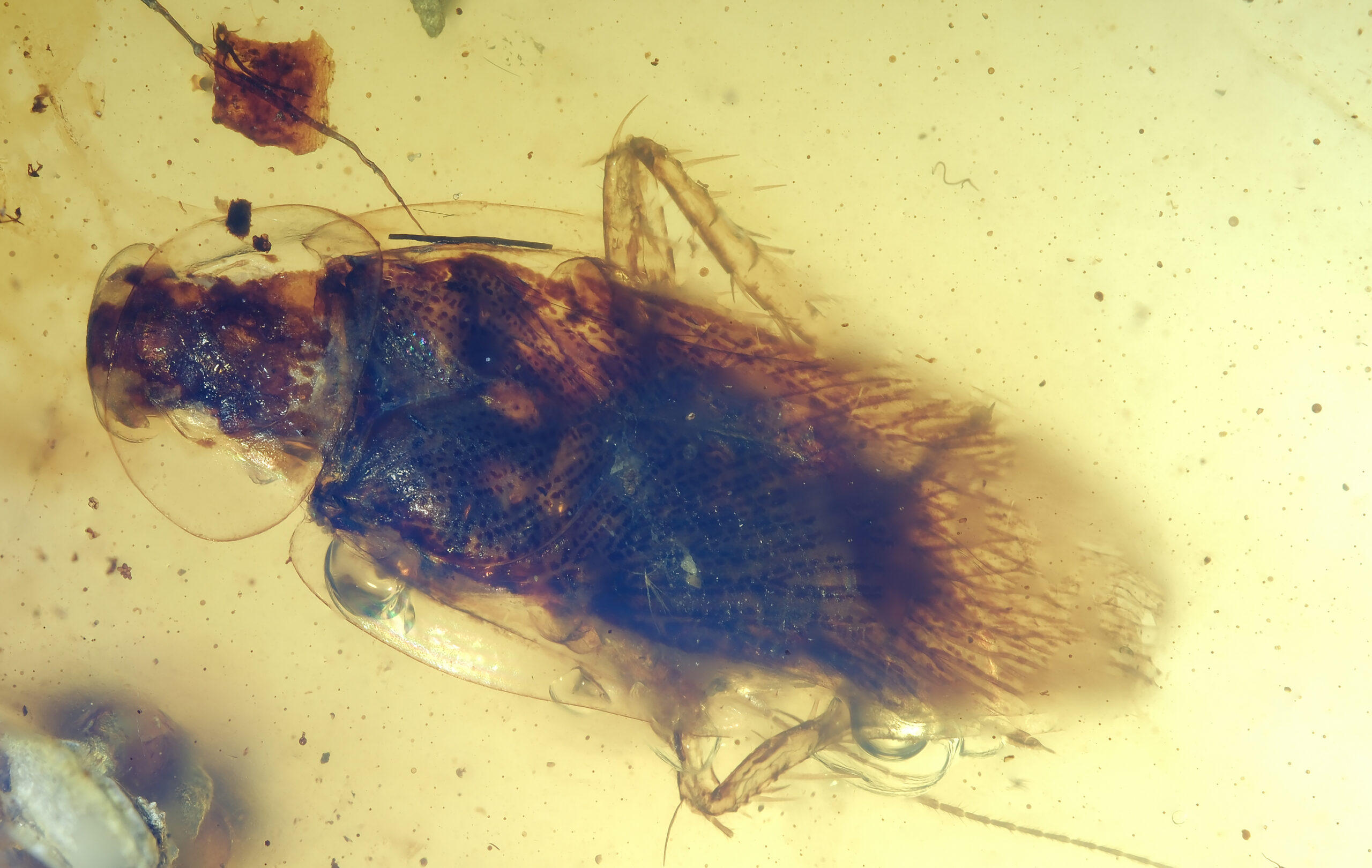 ui-g-13-25-2-RESIZE Close-up image of the mid-body of a Cretaceous cockroach nymph in Burmese amber, showing the sculptured thoracic plates, abdominal segmentation, and fine hair-like setae extending from the posterior end. The legs and antennae are partially visible, surrounded by gas bubbles and particulate debris within the translucent amber resin.