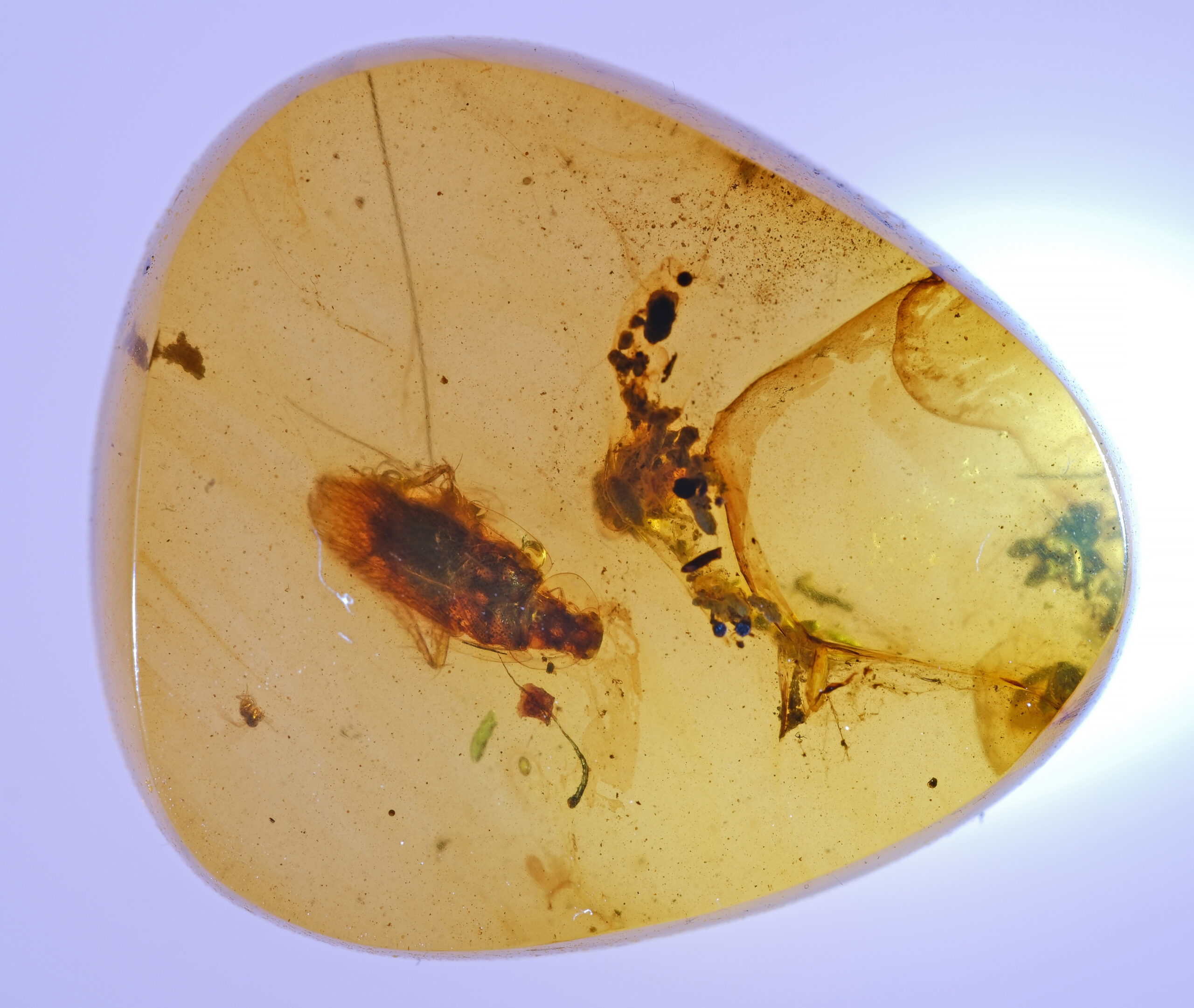 ui-g-13-25-3-RESIZE Macro photograph of a polished triangular Burmese amber piece containing a Cretaceous cockroach nymph positioned near the lower left. The fossil shows a dark reddish-brown body with visible pronotum and abdomen. The surrounding amber includes plant fragments, debris clusters, and flow structures, all set within a clear golden matrix illuminated from behind.
