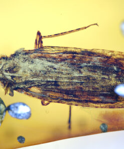 High-magnification close-up of a Cretaceous Hemiptera insect preserved in Burmese amber, showing long patterned tegmina with dense cross-vein reticulation, a compact body partially obscured beneath the wings, and one raised hind leg with visible segmentation. The amber matrix is clear golden-yellow with scattered microbubbles and resin debris.