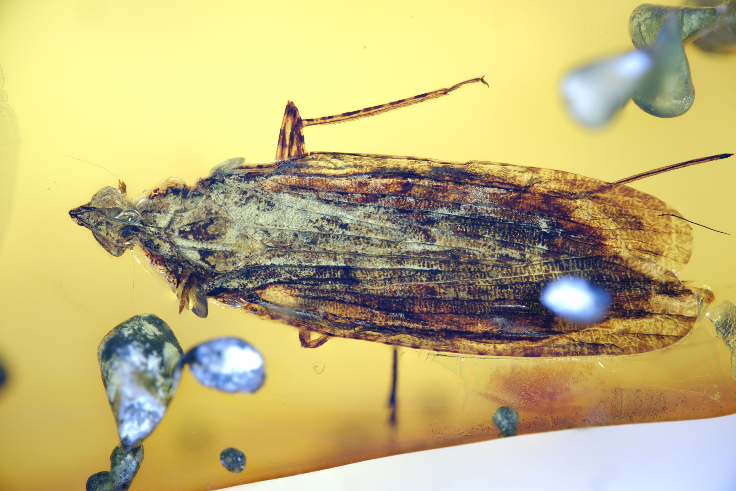 ui-g-14-25-RESIZE High-magnification close-up of a Cretaceous Hemiptera insect preserved in Burmese amber, showing long patterned tegmina with dense cross-vein reticulation, a compact body partially obscured beneath the wings, and one raised hind leg with visible segmentation. The amber matrix is clear golden-yellow with scattered microbubbles and resin debris.