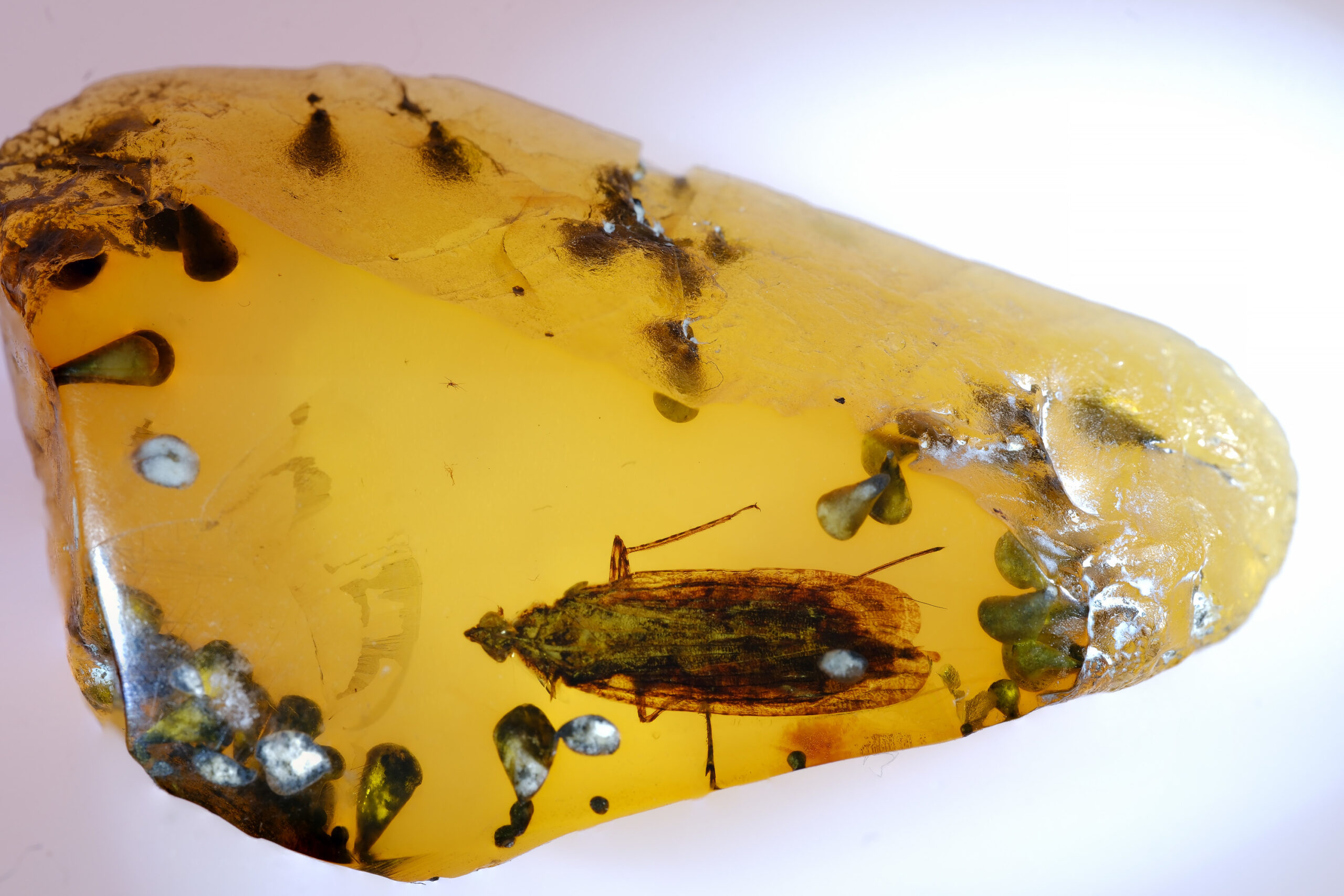 ui-g-14-25-w-RESIZE Macro photograph of a polished Burmese amber piece containing a planthopper-like Hemiptera fossil. The insect lies lengthwise across the amber, displaying elongated mottled wings and partial antennae. The surrounding amber shows a translucent golden matrix with natural inclusions, bubbles, and resin flow features.