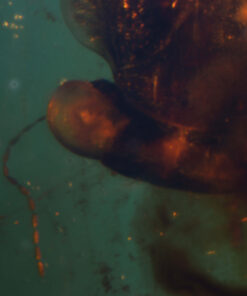 Close-up of hemiptera focusing on the dark oval arthropod. The body displays a smooth dorsal surface with subtle segmentation and small marginal spines. Fine internal structures and the extended posterior termination are visible. Amber matrix contains scattered bubbles and particulates