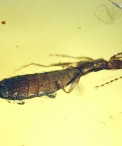 Close-up photograph of a Cretaceous earwig (order Dermaptera) preserved in Burmese amber. The specimen displays a long segmented abdomen with prominent curved male forceps (cerci), slender legs, and filiform antennae. Fine surface hairs and abdominal banding are visible, surrounded by a clear golden amber matrix with small resin bubbles and debris.