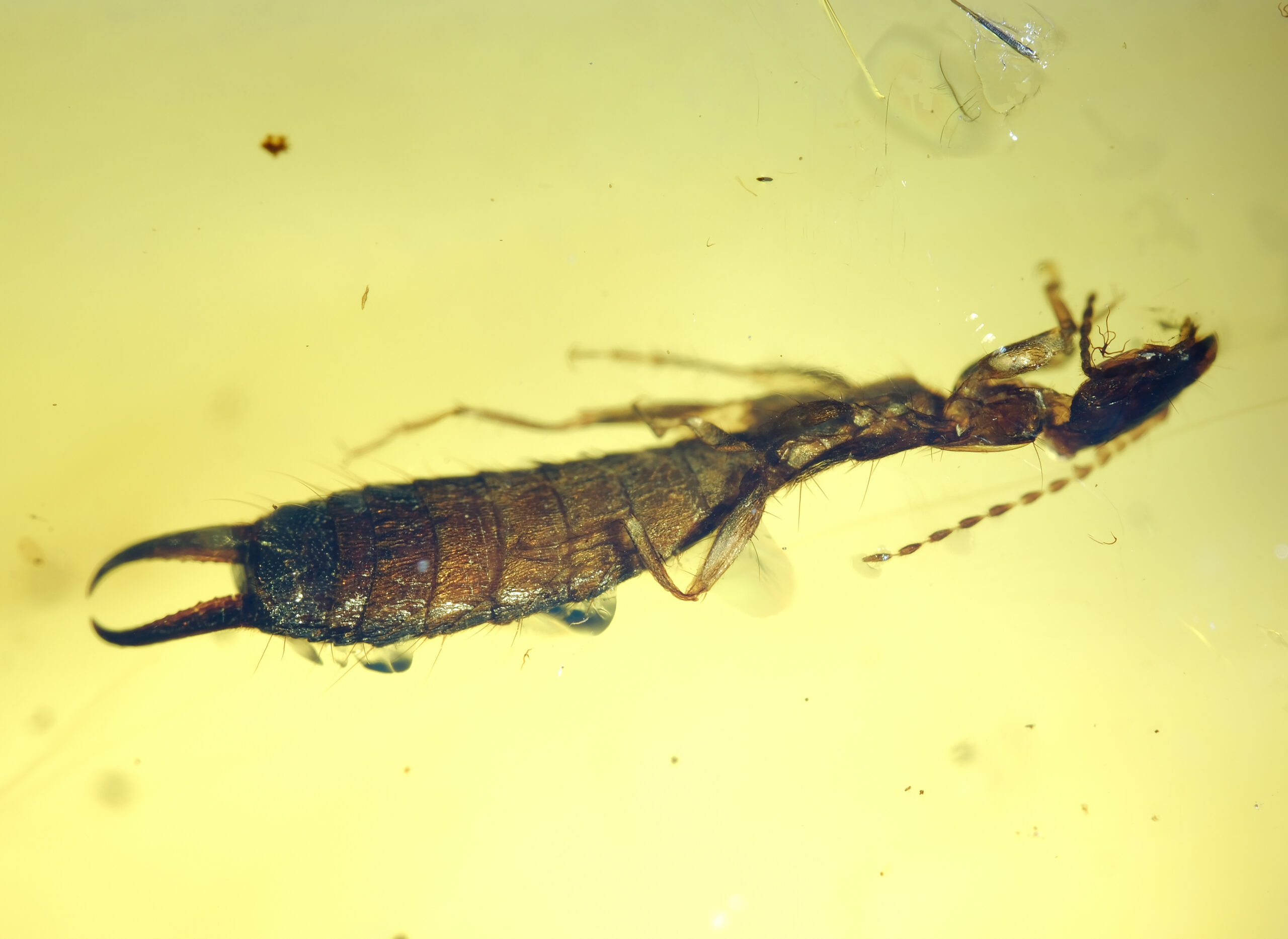 ui-g-17-25-1-resize Close-up photograph of a Cretaceous earwig (order Dermaptera) preserved in Burmese amber. The specimen displays a long segmented abdomen with prominent curved male forceps (cerci), slender legs, and filiform antennae. Fine surface hairs and abdominal banding are visible, surrounded by a clear golden amber matrix with small resin bubbles and debris.