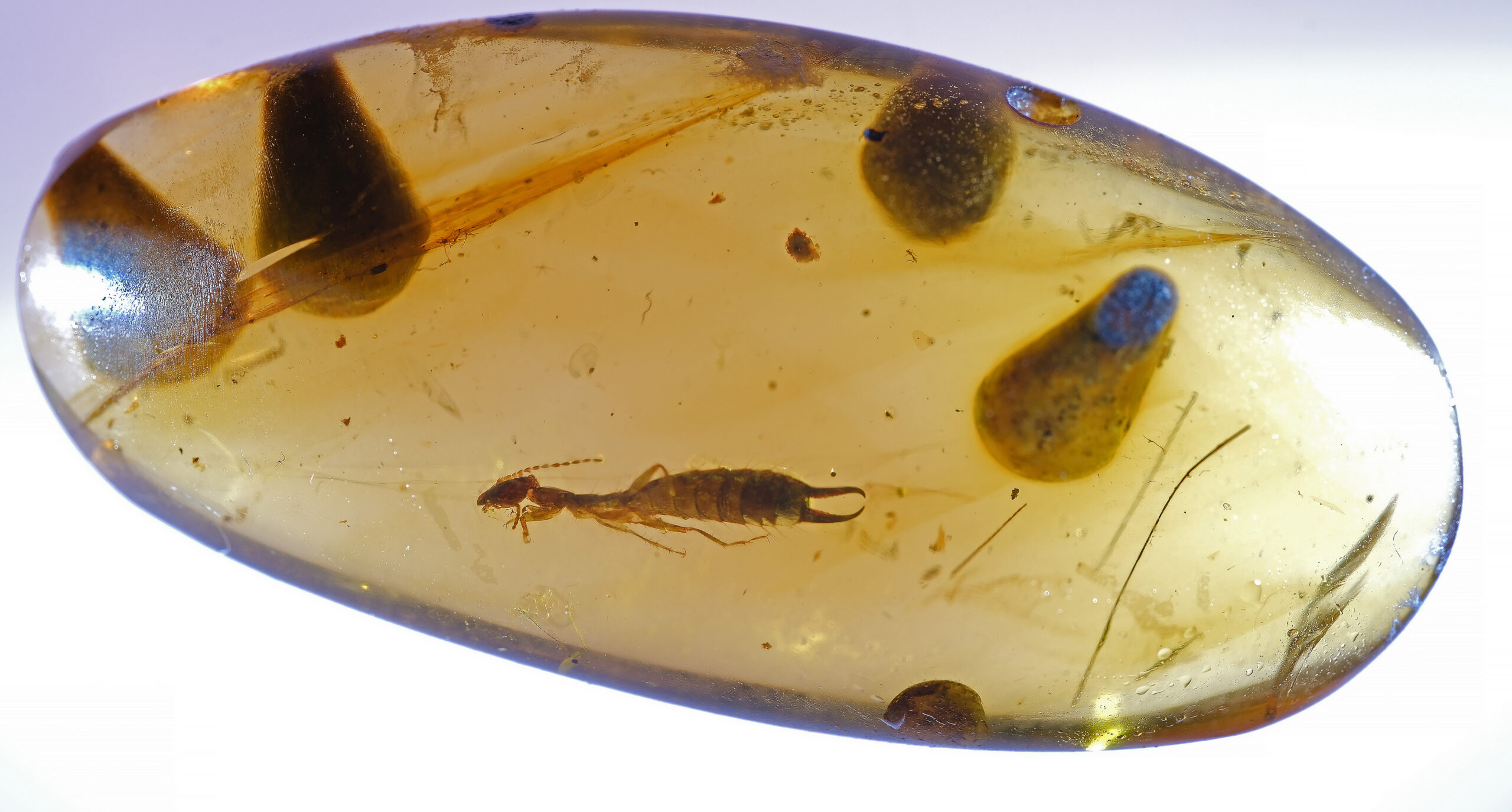 ui-g-17-25-w-resize Wide-angle photograph of a polished golden Burmese amber cabochon containing a complete Cretaceous male earwig. The insect is centered within the piece, showing its curved terminal forceps, elongated body, and extended antennae. The surrounding amber includes natural debris, flow structures, and internal resin inclusions.