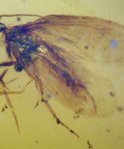 High-magnification view of a Cretaceous caddisfly in Burmese amber, showing detailed wing venation, long filamentous antennae, and dense setae