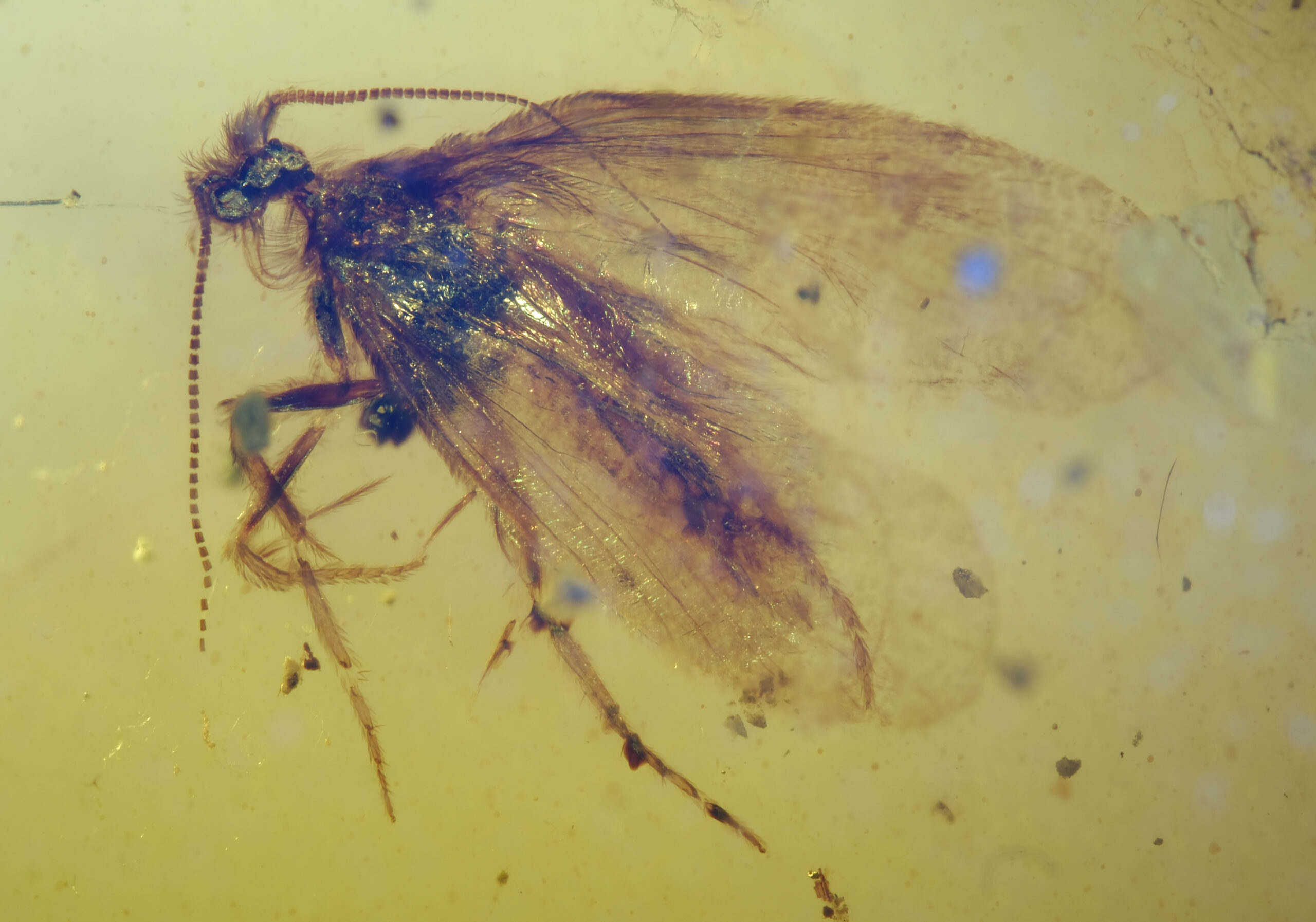 ui-g-18-25-1 High-magnification view of a Cretaceous caddisfly in Burmese amber, showing detailed wing venation, long filamentous antennae, and dense setae