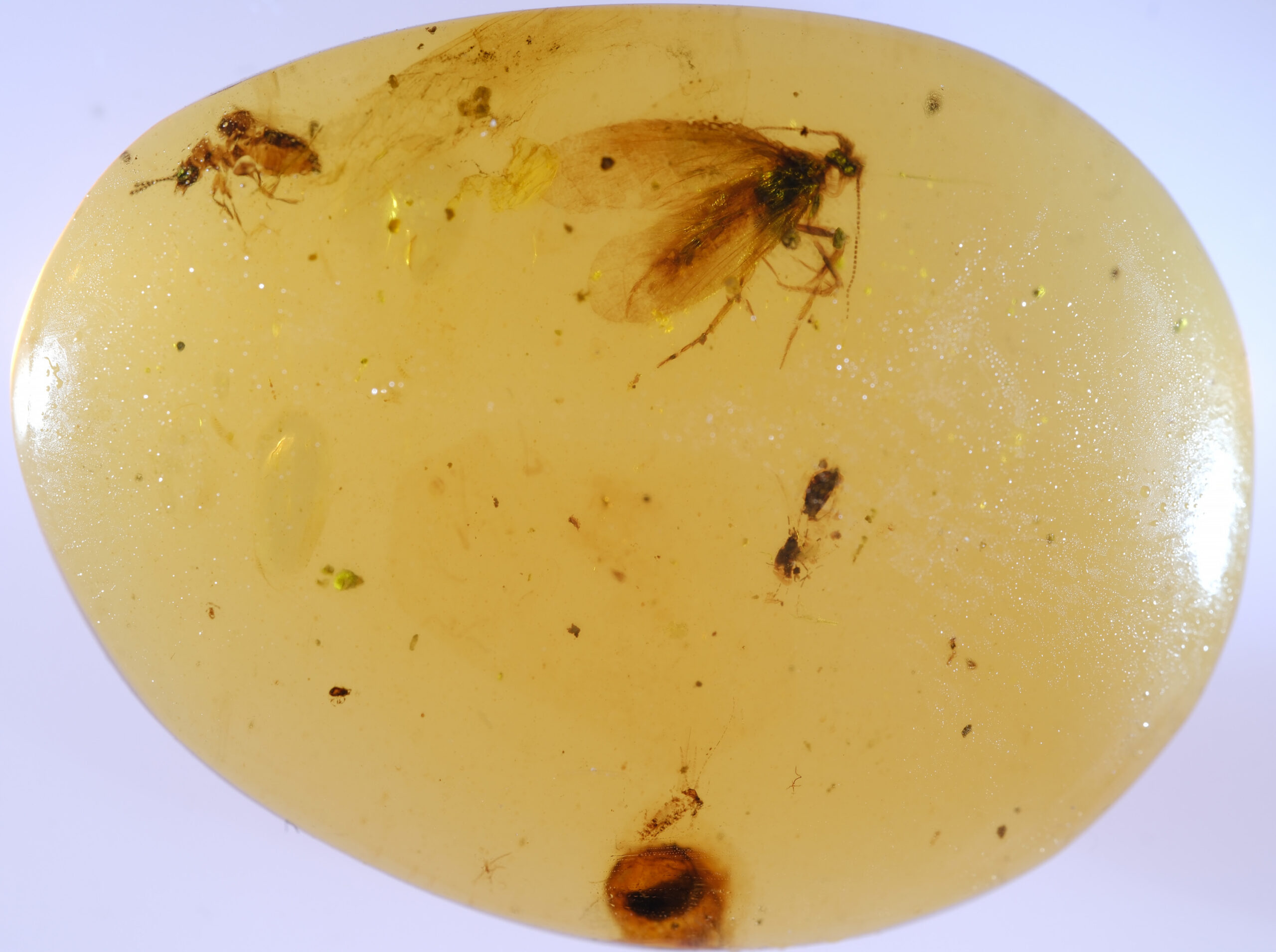 ui-g-18-25-w-RESIZE Oval Burmese amber piece containing a well-preserved caddisfly fossil with visible wings and antennae, surrounded by minor organic particulates.