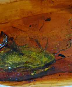 Macro photograph of a 99-million-year-old Cretaceous Cockroach (Blattodea) fossil inclusion in Burmite amber, highlighting the distinct shield-like pronotum covering the head and the spiny, cursorial legs.