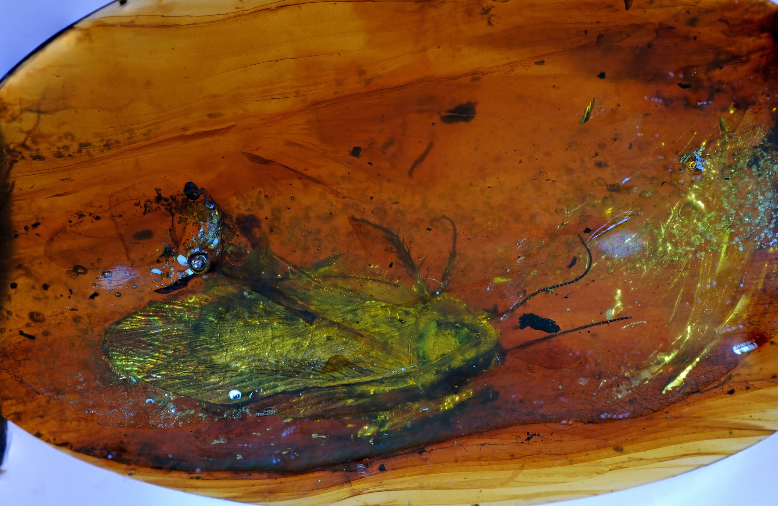 ui-g-20-25-1-resize Macro photograph of a 99-million-year-old Cretaceous Cockroach (Blattodea) fossil inclusion in Burmite amber, highlighting the distinct shield-like pronotum covering the head and the spiny, cursorial legs.