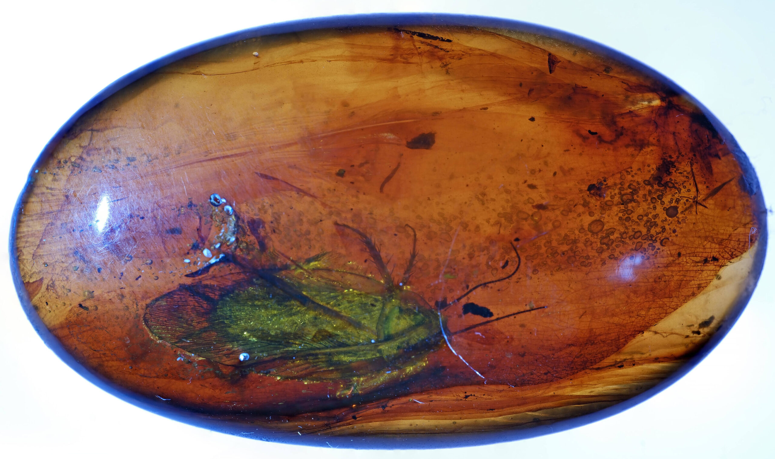 ui-g-20-25-w-resize Full view of a large, polished 29.76 carat Burmese Amber (Burmite) cabochon containing a well-preserved, complete Cockroach inclusion. The specimen shows a golden sheen and is clearly set against the amber matrix.