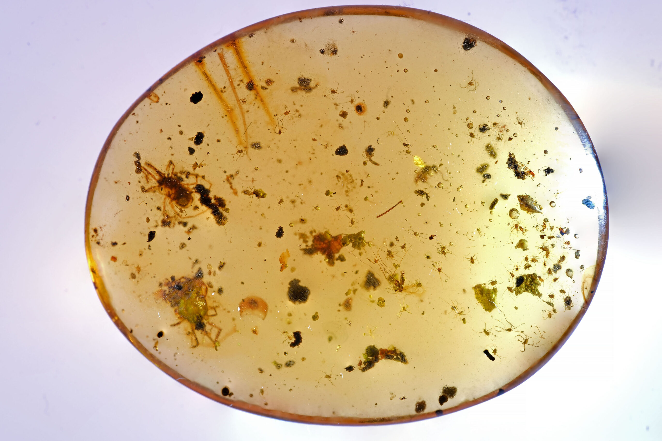 ui-m-21-25-w-resize Cretaceous Burmese amber plate with multiple insects and spider inclusions, highly transparent, 32×24.61×6 mm, 12.375 cts