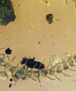 A high-magnification photograph of the centipede's body. The translucent legs, segmented exoskeleton, and long terminal legs are visible in sharp detail against the golden resin.