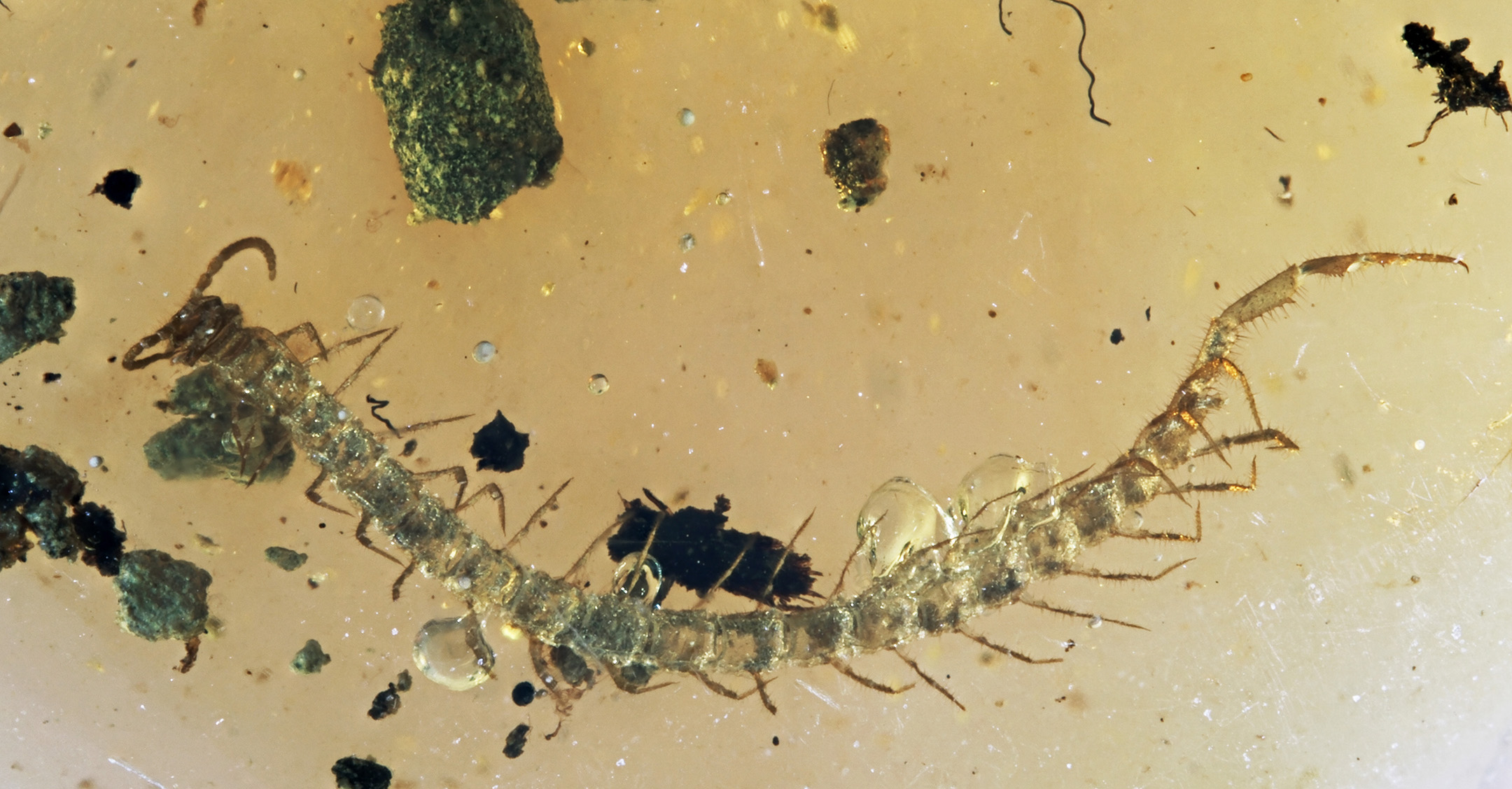 cn-03-25-1-resize A high-magnification photograph of the centipede's body. The translucent legs, segmented exoskeleton, and long terminal legs are visible in sharp detail against the golden resin.