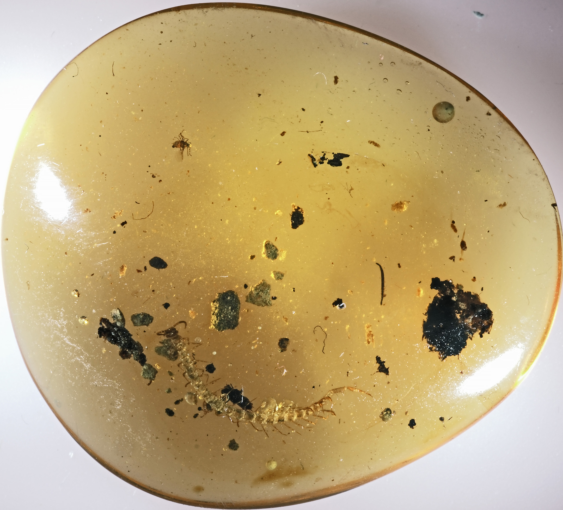 cn-03-25-w2-resize The back side of the amber cabochon, showing the centipede's underside and the high degree of transparency of the stone.