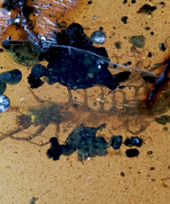 A high-magnification view focusing on the prehistoric centipede. The translucent legs and segments are sharp