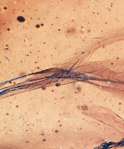 A high-magnification macro photograph of a 99-million-year-old feather inclusion in Burmese amber. The image captures the intricate microscopic details of the feather's anatomy, including the individual barbs and delicate, hair-like barbules. The preservation allows for the observation of the feather's three-dimensional structure and hints of original dark pigmentation, providing a rare look at the plumage of an ancient avian or non-avian dinosaur