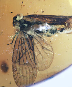 A close-up view of the planthopper's wings, highlighting the intricate "net-like" venation and the preservation of ancient pigment spots.