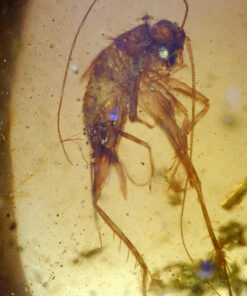 close-up of othoptera cricketlike nymph in Cretaceous Burmite Amber fossil